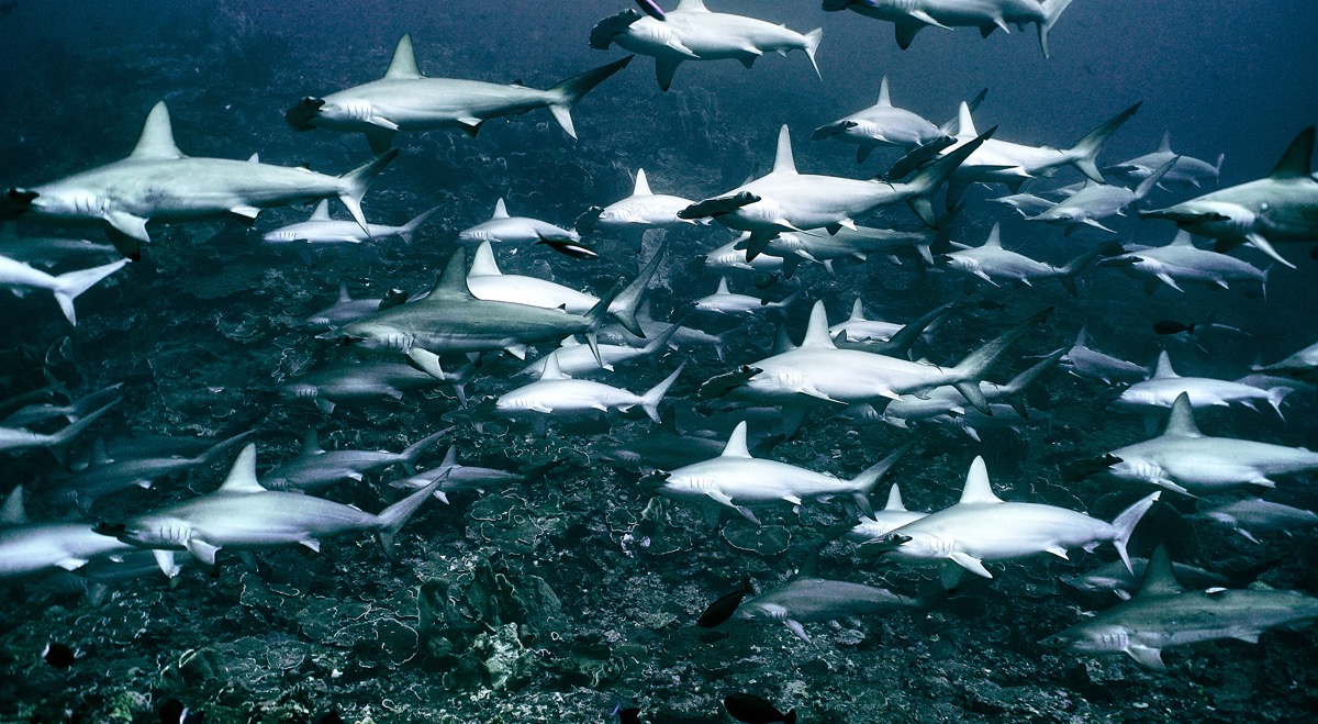 반다씨 망치상어