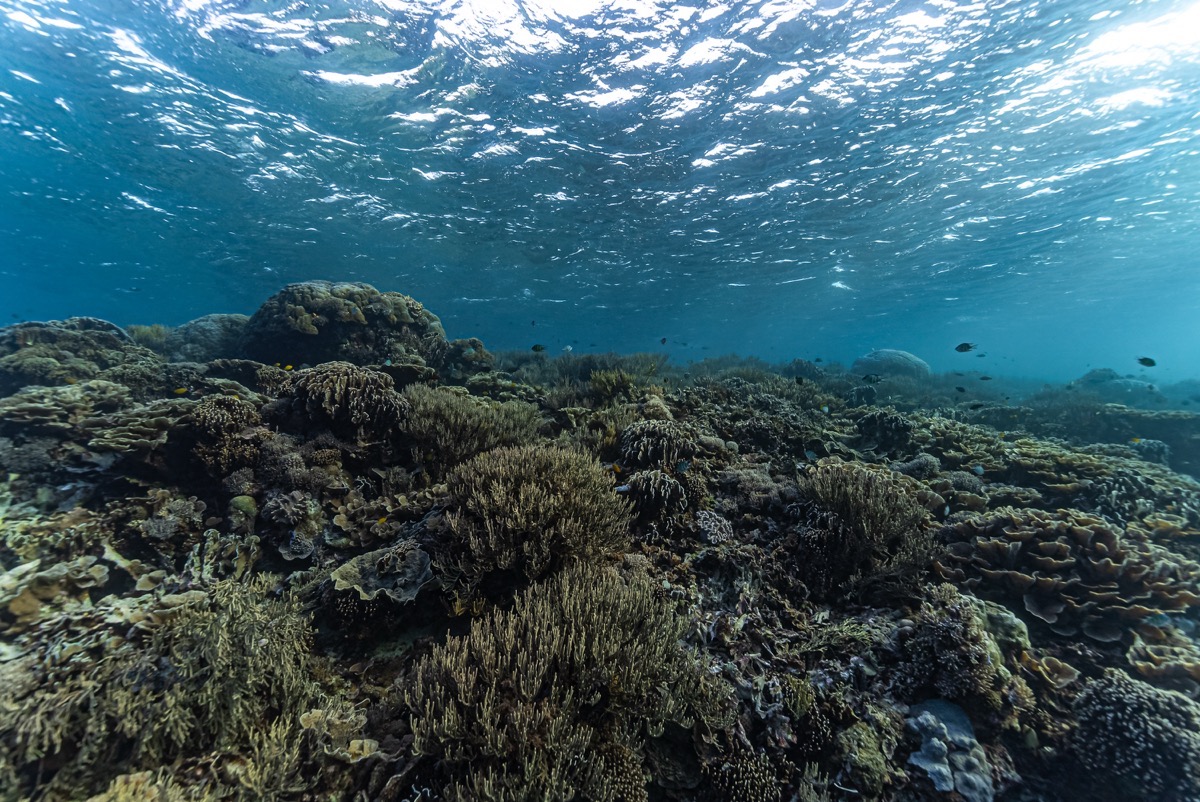 인도네시아 반다씨 메인 이미지