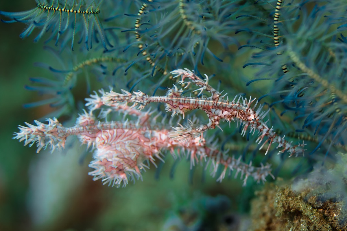 암본 오네이트 고스트 파이프 피쉬