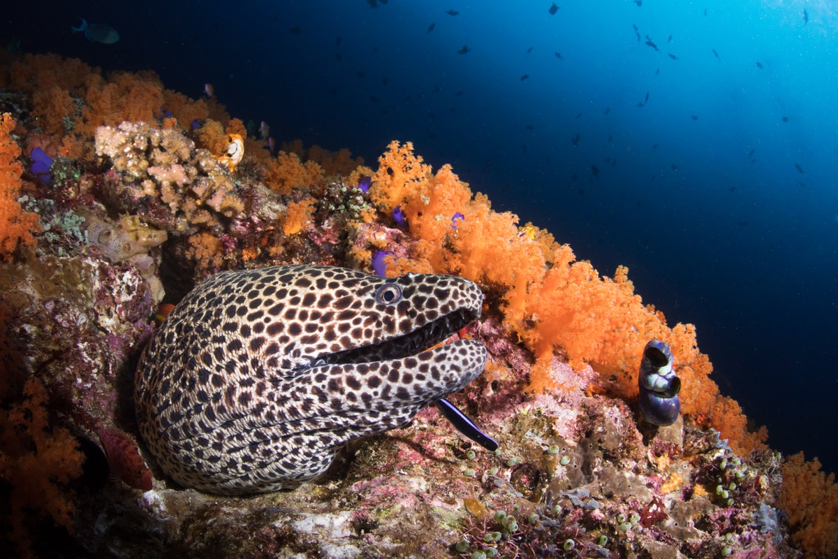 반다씨 수중 풍경