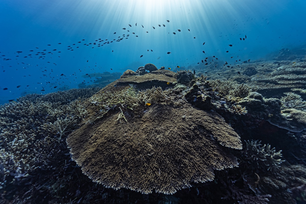 인도네시아 반다씨 메인 이미지
