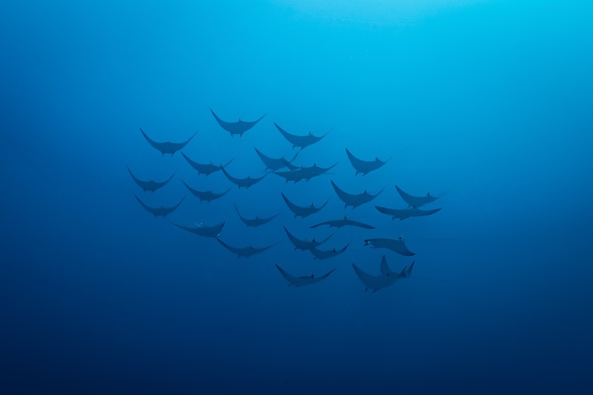 인도네시아 코모도 메인 이미지