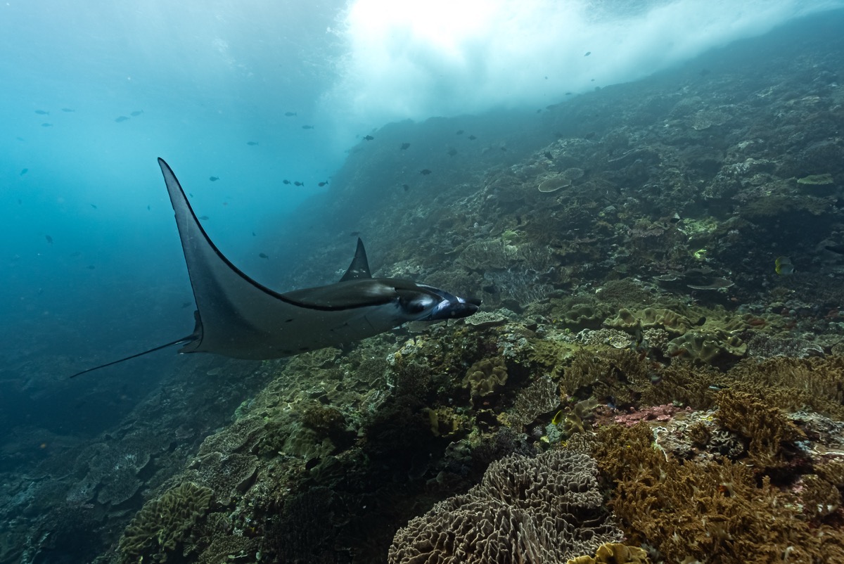 인도네시아 코모도 메인 이미지