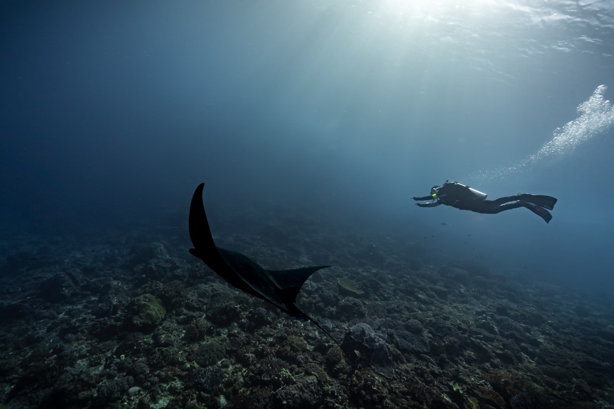 코모도 만타레이