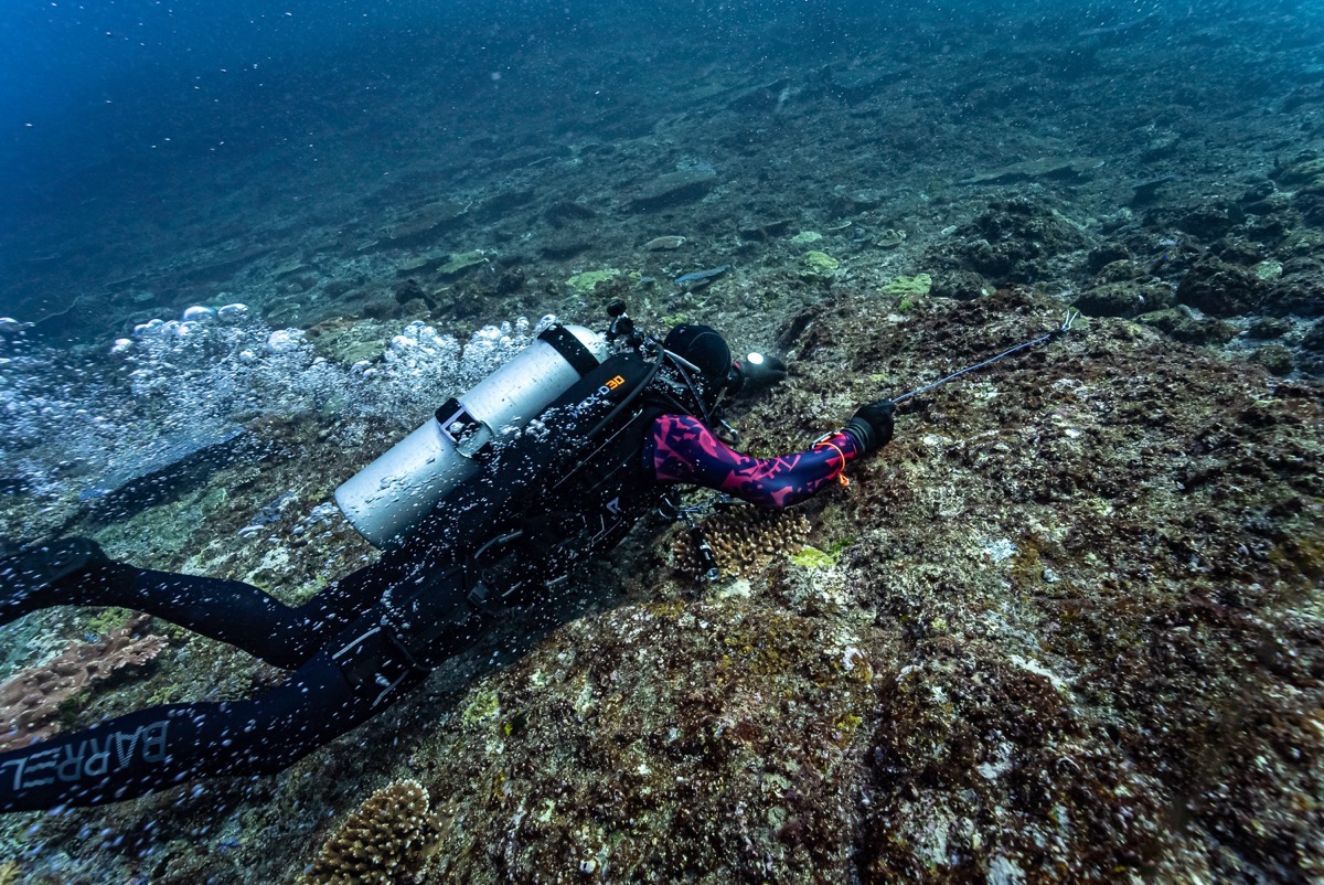 코모도 산호와 다이버