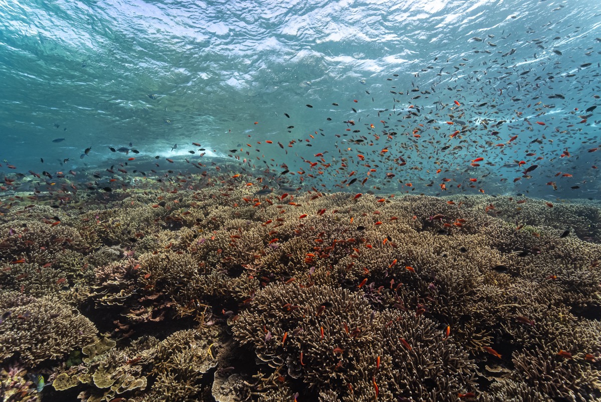 인도네시아 코모도 메인 이미지