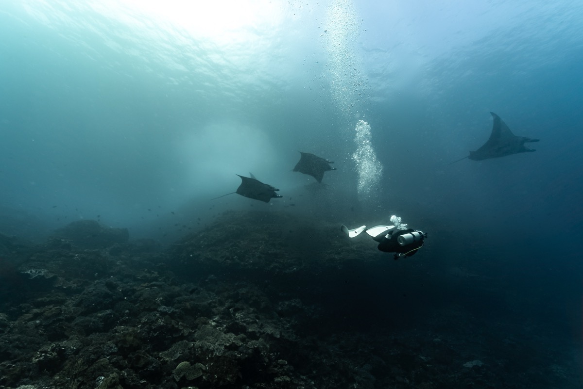 인도네시아 코모도 메인 이미지