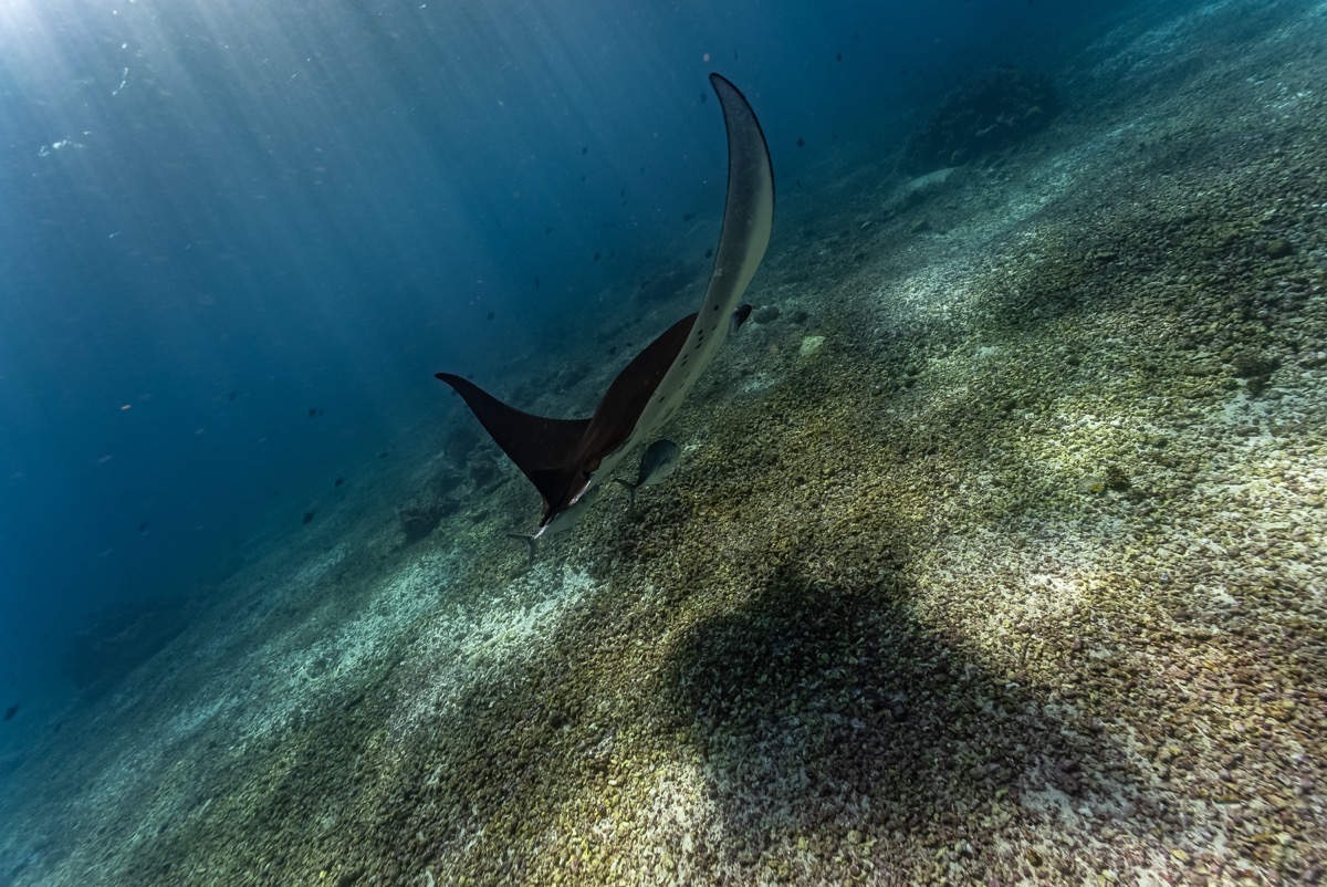 인도네시아 코모도 메인 이미지