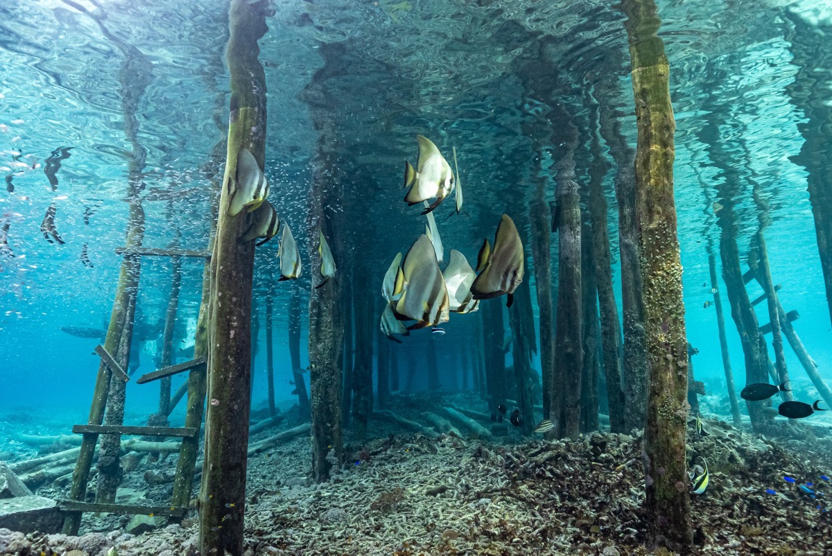 인도네시아 라자암팟 메인 이미지