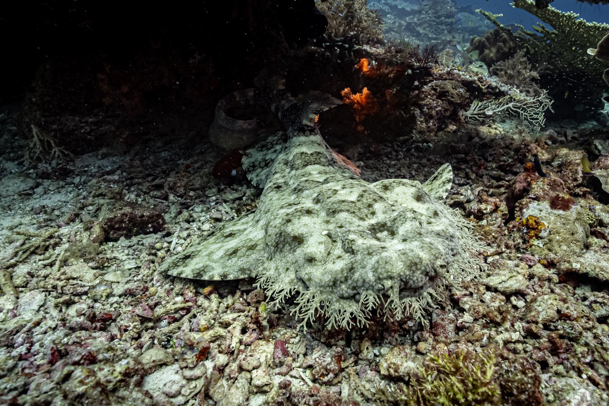 라자암팟 워비공 샤크