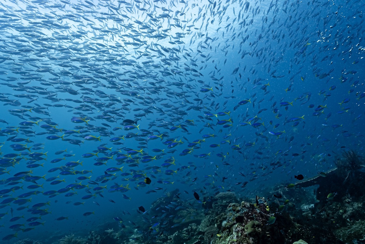 라자암팟 수중 생물 다양성