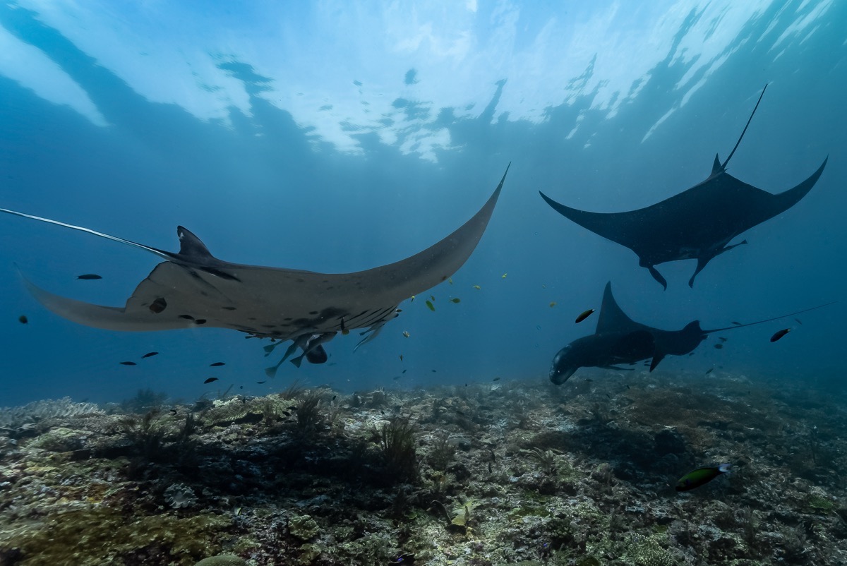 인도네시아 라자암팟 메인 이미지